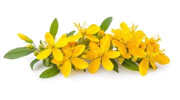Explore the numerous benefits of St. Johns wort Hypericum perforatum, a versatile and wellknown herb recognized for its remarkable medicinal properties in various wellness practices photo