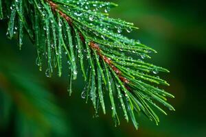 This image presents a closeup view of a vibrant green pine branch adorned with glistening dew drops, capturing the beauty and intricate details of natures mesmerizing allure and rich textures photo