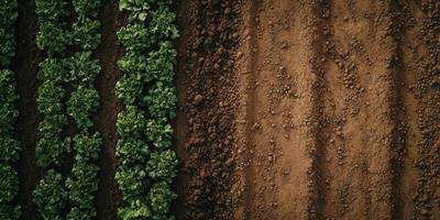 This aerial photograph shows a vibrant view of green crops thriving next to freshly plowed earth, highlighting diverse agricultural practices and land usage across various regions photo