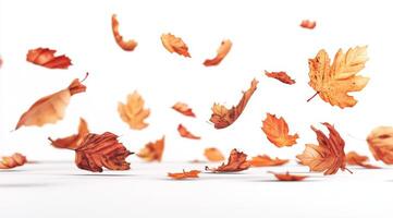 In a dynamic and visually striking scene, autumn leaves are seen gracefully floating against a crisp, clean white backdrop, perfectly capturing the essence and spirit of the fall season photo
