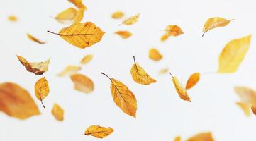 A captivating and artistic collection of delicate autumn leaves gracefully floating against a soft white background, perfectly capturing the essence of falls tranquil and beautiful serenity photo