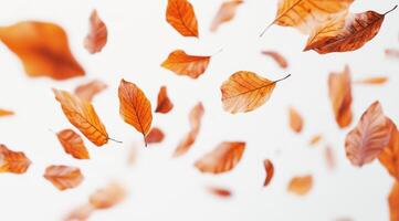 Imagine autumn leaves drifting against a white backdrop, displaying vibrant colors that evoke nostalgia and tranquility, perfectly capturing the essence of the seasons breathtaking transformation photo