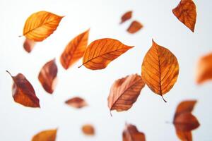 This stunning image of autumn leaves on a white backdrop showcases vibrant oranges and deep browns, ideal for fallthemed inspiration in projects, home decor, or art, adding warmth and beauty photo