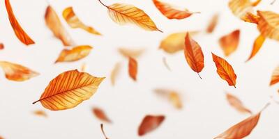 A stunningly beautiful display of vibrant autumn leaves, gracefully floating against a pure, clean white background, capturing the true essence of fall and the remarkable transition of nature photo