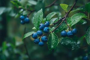 Wild blueberries nestle on a branch, surrounded by lush greenery in a serene, rainy forest. This habitat showcases natures beauty and the incredible richness and diversity of life photo