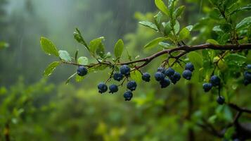A beautiful branch heavily laden with plump wild blueberries, perfectly depicted in a lush, rainy forest environment, showcasing the remarkable beauty and bountiful offerings of nature all around photo