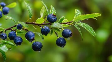 A vibrant branch showcases an abundant display of wild blueberries, all glistening beautifully with raindrops, perfectly nestled in a lush, green forest environment that feels alive and thriving photo
