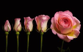 Rose Blooming Sequence for a Timeless Valentine Background photo