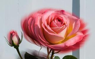 Time-Lapse Blooming Rose with Motion Blur for a Dynamic Valentine Background photo