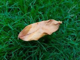 Green Grass with Dried Leave over it photo