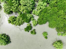 Aerial top view of green mangrove forest. Mangrove ecosystem. Natural carbon sinks. Mangroves capture CO2 from the atmosphere. Blue carbon ecosystems. Mangroves absorb carbon dioxide emissions. photo