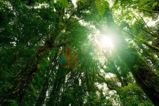 Looking up view of tree trunk to green leaves of tree in forest with sun light. Fresh environment in green woods. Forest tree on sunny day. Natural carbon capture. Sustainable conservation and ecology photo
