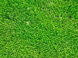 Aerial view green mangrove forest. Natural carbon sinks. Mangroves trees capture CO2. Blue carbon ecosystems. Mangroves absorb carbon dioxide emissions and mitigating global warming. Green ecosystem. photo