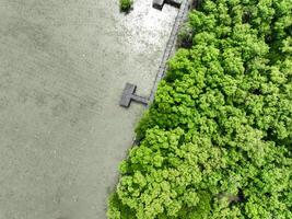 Aerial top view of green mangrove forest. Mangrove ecosystem. Natural carbon sinks. Mangroves capture CO2 from the atmosphere. Blue carbon ecosystems. Mangroves absorb carbon dioxide emissions. photo