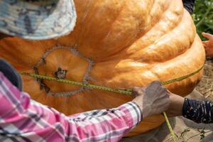 Farmer is growing giant atlantic pumpkin for the market contest display during fall and autumn harvest season while measuring for biggest statistic world record photo