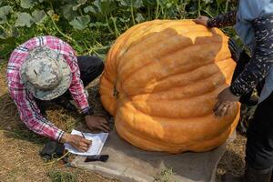 Farmer is growing giant atlantic pumpkin for the market contest display during fall and autumn harvest season while measuring for biggest statistic world record photo