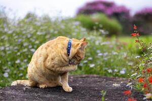 Portrait of cute orange ginger cat with collar is sitting in the outdoor garden staring at the camera during the summer time for pet and mammal photo