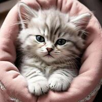 Adorable Kitten Snuggled in a Pink Blanket photo