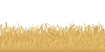 Wheat field isolated flat design graphic illustrated on white background. Rice field side view object template. vector
