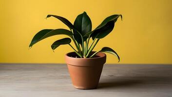 Philodendron with Clay Pot Against Yellow Backdrop photo