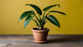 Philodendron in Clay Pot on Yellow Background photo