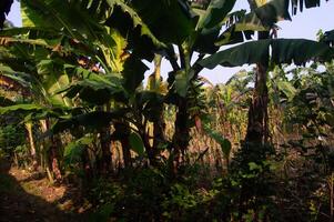 photos of banana trees, unkempt banana gardens, banana tree gardens wrapped in cotton to prevent destructive insects