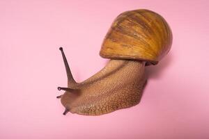 Giant snail on pink background photo