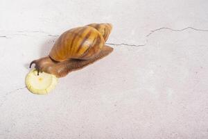 Giant snail eating zucchini on grey background photo