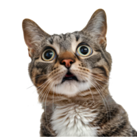 Surprised Tabby Cat with Wide Eyes and Open Mouth - Close-up of a Shocked Feline Expression cut out on transparent background png