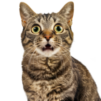 Surprised Tabby Cat with Wide Eyes and Open Mouth - Close-up of a Shocked Feline Expression cut out on transparent background png