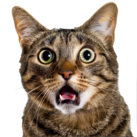 Surprised Tabby Cat with Wide Eyes and Open Mouth Close-Up cut out on transparent background png