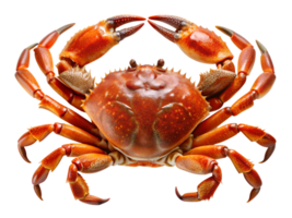 PNG Detailed red crab with raised claws and textured shell transparent