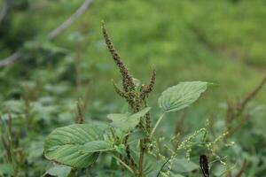 Amaranthus, Love-lies-bleeding, Pendant amaranth, Tassel, Velvet flower or Foxtail amaranthus photo