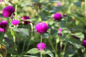 Globe amaranth beautiful purple flowers photo