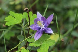 Aquilegia coerulea, the Colorado columbine, Rocky Mountain columbine or blue columbine photo