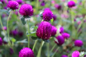 Globe amaranth beautiful purple flowers photo