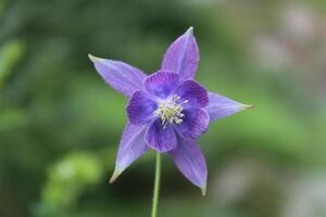 Aquilegia coerulea, the Colorado columbine, Rocky Mountain columbine or blue columbine photo
