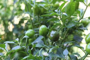 Cultivated green Chilli or Peppers photo