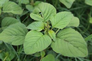 Amaranthus, Love-lies-bleeding, Pendant amaranth, Tassel, Velvet flower or Foxtail amaranthus photo
