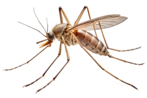 A close-up view of a mosquito perched on a white background highlighting its intricate features and delicate wings, transparent png