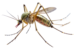 Detailed close-up of a mosquito highlighting its features and anatomy against a plain background, transparent png
