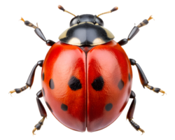 Close-up of a vibrant red ladybug with black spots on a white background, showcasing intricate details and textures of its body, transparent png