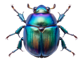 A vibrant green beetle displaying iridescent colors under bright light in a close-up view, showcasing its unique features and textures, transparent png