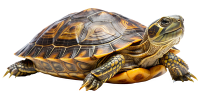 A close-up of a vibrant tortoise basking under soft light, showcasing its unique shell patterns and textures, transparent png
