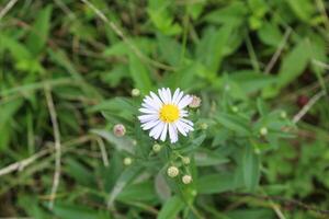 Leucanthemum vulgare, Ox-eye Daisy, Dog Daisy, Marguerite or perennial wildflower photo