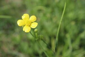 Meadow buttercup or Ranunculus acris yellow flower photo