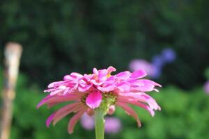 Zinnia, Old-fashioned, old maid, and Zennia elegans flowers photo