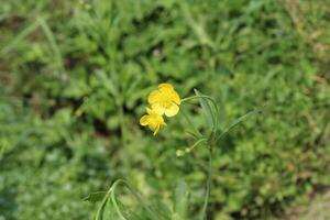 Meadow buttercup or Ranunculus acris yellow flower photo