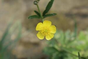 Meadow buttercup or Ranunculus acris yellow flower photo
