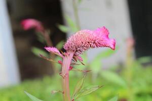 Amaranthus, Love-lies-bleeding, Pendant amaranth, Tassel, Velvet flower or Foxtail amaranthus photo